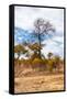 Awesome South Africa Collection - African Savanna Trees XIII-Philippe Hugonnard-Framed Stretched Canvas