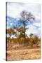 Awesome South Africa Collection - African Savanna Trees XIII-Philippe Hugonnard-Stretched Canvas