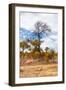 Awesome South Africa Collection - African Savanna Trees XIII-Philippe Hugonnard-Framed Photographic Print