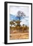 Awesome South Africa Collection - African Savanna Trees XIII-Philippe Hugonnard-Framed Photographic Print