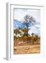 Awesome South Africa Collection - African Savanna Trees XIII-Philippe Hugonnard-Framed Photographic Print