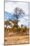 Awesome South Africa Collection - African Savanna Trees XIII-Philippe Hugonnard-Mounted Photographic Print