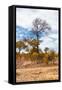 Awesome South Africa Collection - African Savanna Trees XIII-Philippe Hugonnard-Framed Stretched Canvas