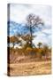 Awesome South Africa Collection - African Savanna Trees XIII-Philippe Hugonnard-Stretched Canvas