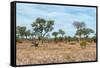 Awesome South Africa Collection - African Savannah-Philippe Hugonnard-Framed Stretched Canvas