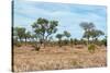 Awesome South Africa Collection - African Savannah-Philippe Hugonnard-Stretched Canvas