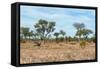 Awesome South Africa Collection - African Savannah-Philippe Hugonnard-Framed Stretched Canvas