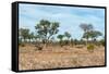 Awesome South Africa Collection - African Savannah-Philippe Hugonnard-Framed Stretched Canvas