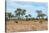 Awesome South Africa Collection - African Savannah-Philippe Hugonnard-Stretched Canvas