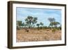 Awesome South Africa Collection - African Savannah-Philippe Hugonnard-Framed Photographic Print