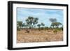 Awesome South Africa Collection - African Savannah-Philippe Hugonnard-Framed Photographic Print