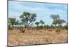 Awesome South Africa Collection - African Savannah-Philippe Hugonnard-Mounted Photographic Print