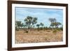 Awesome South Africa Collection - African Savannah-Philippe Hugonnard-Framed Photographic Print