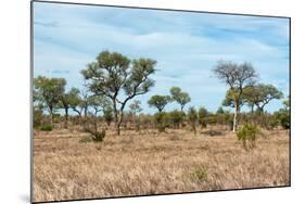 Awesome South Africa Collection - African Savannah-Philippe Hugonnard-Mounted Photographic Print