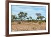 Awesome South Africa Collection - African Savannah-Philippe Hugonnard-Framed Photographic Print