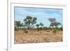 Awesome South Africa Collection - African Savannah-Philippe Hugonnard-Framed Photographic Print