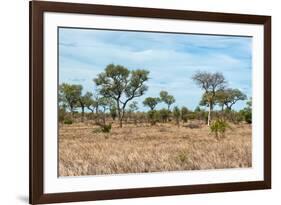 Awesome South Africa Collection - African Savannah-Philippe Hugonnard-Framed Photographic Print