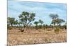 Awesome South Africa Collection - African Savannah-Philippe Hugonnard-Mounted Photographic Print