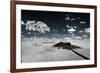 Awesome South Africa Collection - Another Look Savannah III-Philippe Hugonnard-Framed Photographic Print