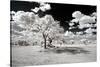 Awesome South Africa Collection - Another Look Savannah-Philippe Hugonnard-Stretched Canvas