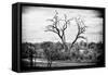 Awesome South Africa Collection B&W - Acacia Tree II-Philippe Hugonnard-Framed Stretched Canvas