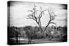 Awesome South Africa Collection B&W - Acacia Tree II-Philippe Hugonnard-Stretched Canvas