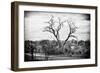 Awesome South Africa Collection B&W - Acacia Tree II-Philippe Hugonnard-Framed Photographic Print