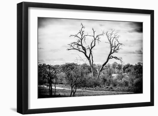 Awesome South Africa Collection B&W - Acacia Tree II-Philippe Hugonnard-Framed Photographic Print
