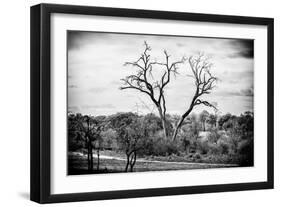 Awesome South Africa Collection B&W - Acacia Tree II-Philippe Hugonnard-Framed Photographic Print