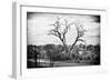 Awesome South Africa Collection B&W - Acacia Tree II-Philippe Hugonnard-Framed Photographic Print