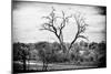 Awesome South Africa Collection B&W - Acacia Tree II-Philippe Hugonnard-Mounted Photographic Print