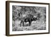 Awesome South Africa Collection B&W - African Cape Buffalo-Philippe Hugonnard-Framed Photographic Print