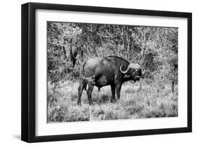 Awesome South Africa Collection B&W - African Cape Buffalo-Philippe Hugonnard-Framed Photographic Print