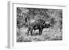 Awesome South Africa Collection B&W - African Cape Buffalo-Philippe Hugonnard-Framed Photographic Print