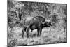 Awesome South Africa Collection B&W - African Cape Buffalo-Philippe Hugonnard-Mounted Photographic Print