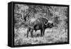 Awesome South Africa Collection B&W - African Cape Buffalo-Philippe Hugonnard-Framed Stretched Canvas