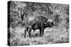 Awesome South Africa Collection B&W - African Cape Buffalo-Philippe Hugonnard-Stretched Canvas