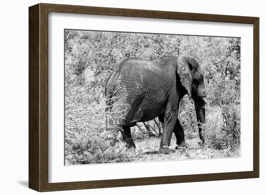 Awesome South Africa Collection B&W - African Elephant II-Philippe Hugonnard-Framed Photographic Print