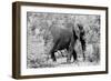 Awesome South Africa Collection B&W - African Elephant II-Philippe Hugonnard-Framed Photographic Print