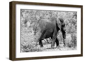 Awesome South Africa Collection B&W - African Elephant II-Philippe Hugonnard-Framed Photographic Print