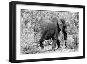 Awesome South Africa Collection B&W - African Elephant II-Philippe Hugonnard-Framed Photographic Print