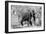 Awesome South Africa Collection B&W - African Elephant II-Philippe Hugonnard-Framed Photographic Print