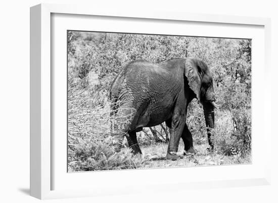 Awesome South Africa Collection B&W - African Elephant II-Philippe Hugonnard-Framed Photographic Print