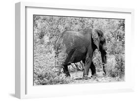 Awesome South Africa Collection B&W - African Elephant II-Philippe Hugonnard-Framed Photographic Print