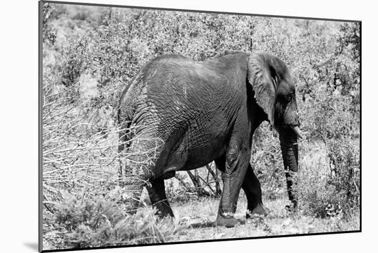 Awesome South Africa Collection B&W - African Elephant II-Philippe Hugonnard-Mounted Photographic Print