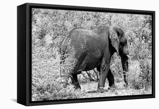 Awesome South Africa Collection B&W - African Elephant II-Philippe Hugonnard-Framed Stretched Canvas