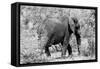 Awesome South Africa Collection B&W - African Elephant II-Philippe Hugonnard-Framed Stretched Canvas