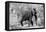 Awesome South Africa Collection B&W - African Elephant II-Philippe Hugonnard-Framed Stretched Canvas