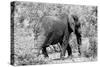 Awesome South Africa Collection B&W - African Elephant II-Philippe Hugonnard-Stretched Canvas