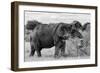 Awesome South Africa Collection B&W - African Elephant III-Philippe Hugonnard-Framed Photographic Print